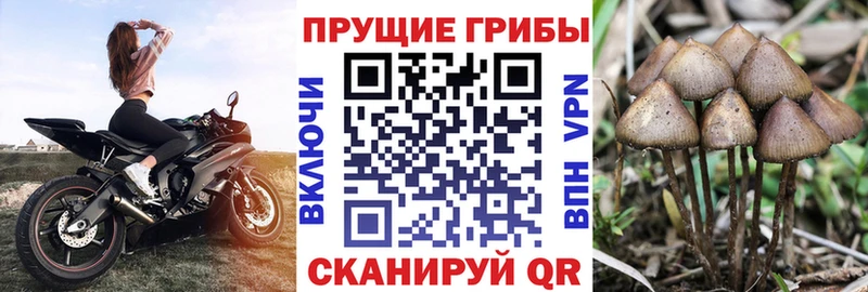продажа наркотиков  Кашира  Галлюциногенные грибы мухоморы 